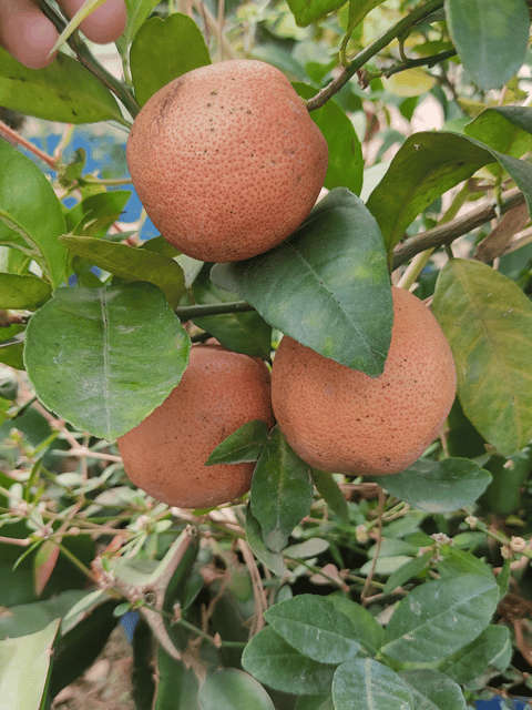 Red Patti Lemon Plant / Sweet Pomelo Lemon Plant (Grafted&nbsp;)