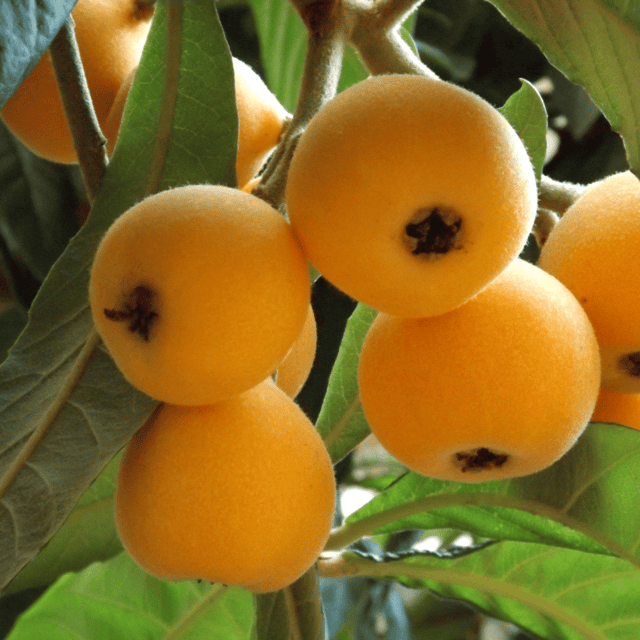 Loquat Fruit Plant (Eriobotrya Japonica) Loquat Fruit Plant (Eriobotrya Japonica)