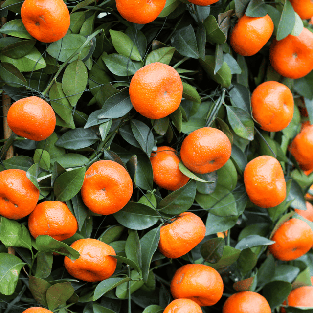 Chinese Sweet Orange Plant Chinese Sweet Orange Plant