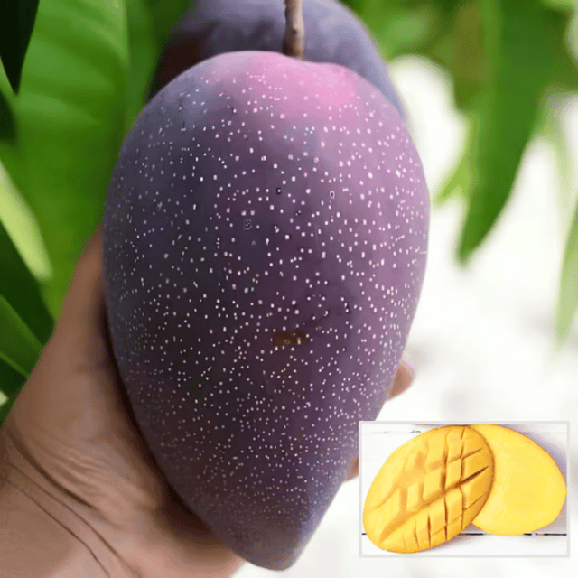 BN7 Mango Fruit Plant