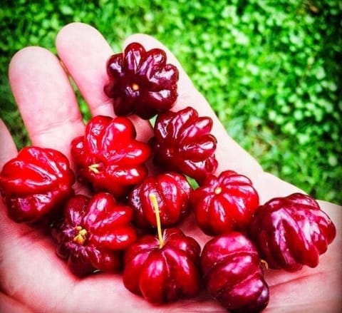Buy Red Surinam Cherry Plant Online | Grafted Pitanga Tree for Home & Garden