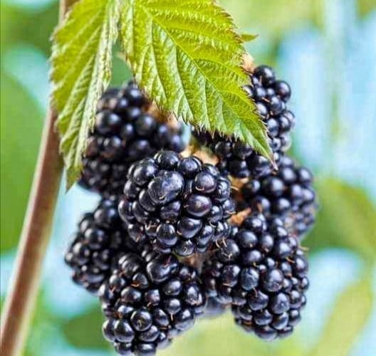 Black Berry Fruit Plant & Tree (Grafted)