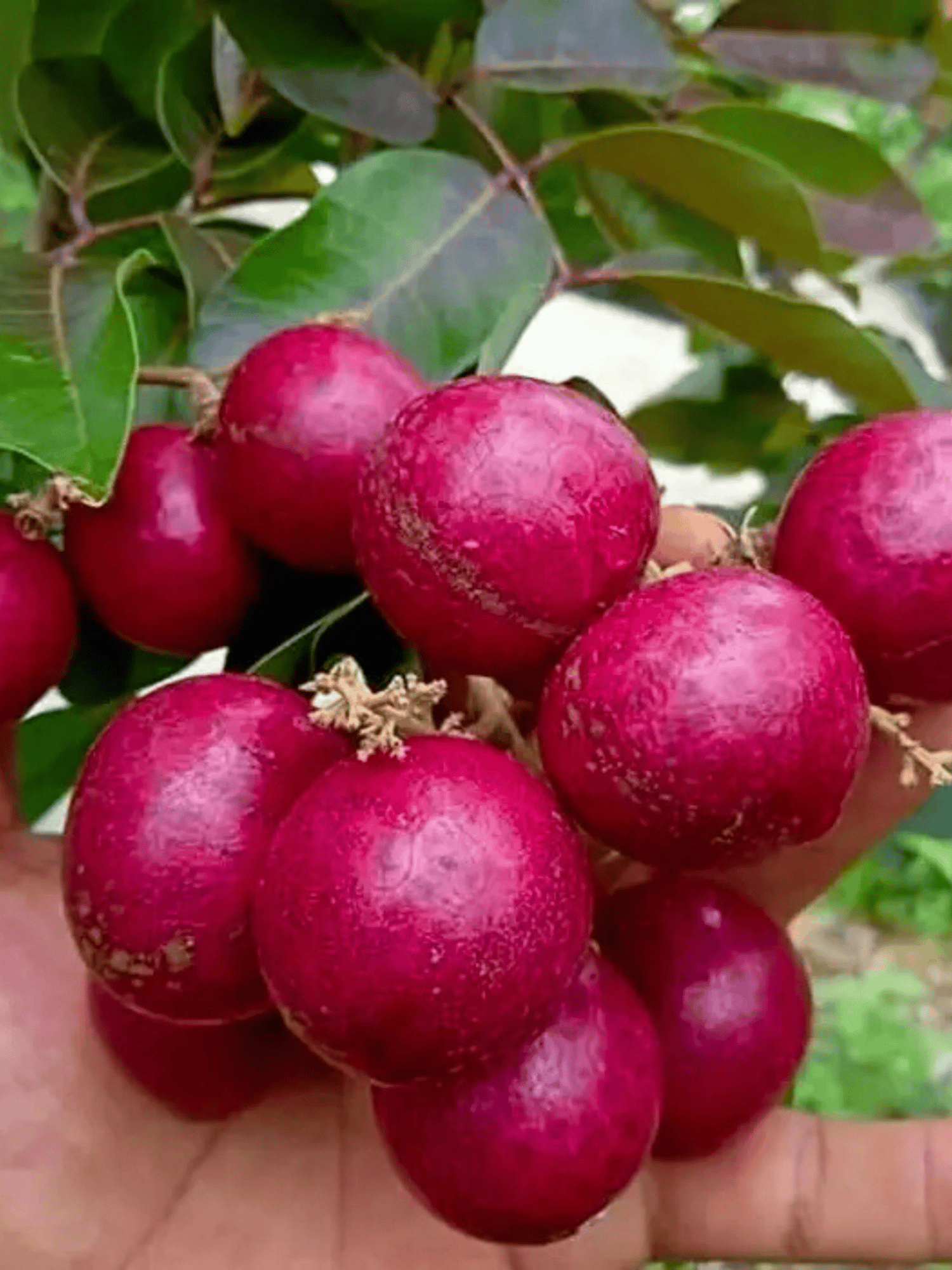 Seedless Ruby Longan Fruit Plant & Tree-(Grafted)