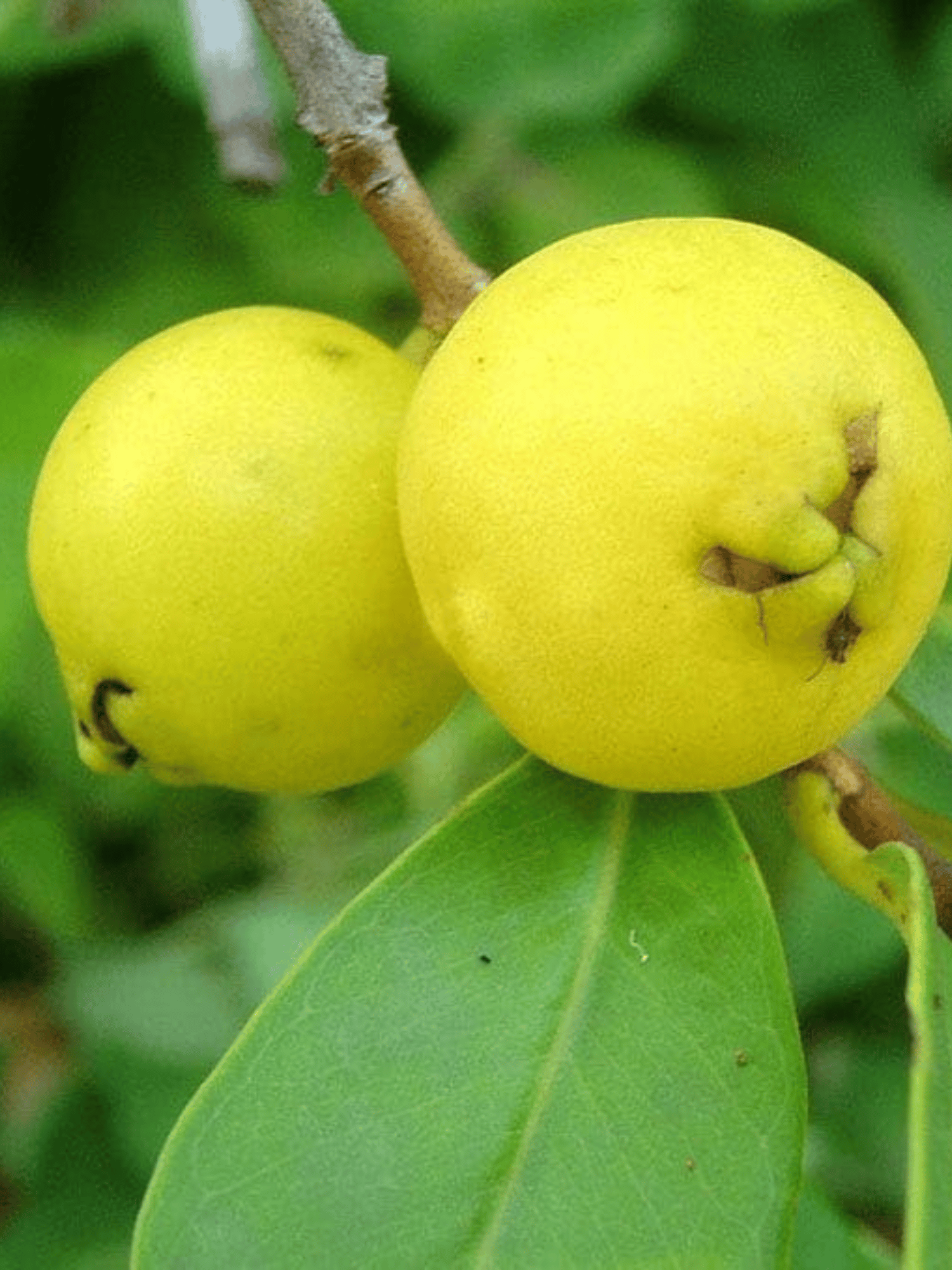 Yellow Strawberry Guava Fruit Plant (Grafted)