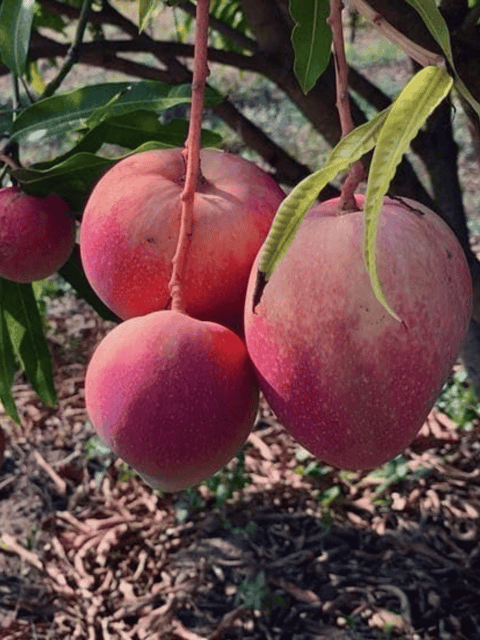 Apple Mango Fruit Plant & Tree (Grafted)
