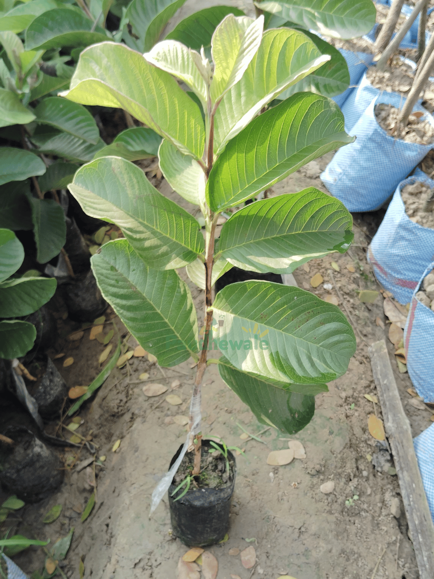 Red Diamond Guava Fruit Plant-(Grafted)