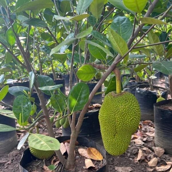 Vietnam Early Jack Fruit Plant & Tree (Grafted)