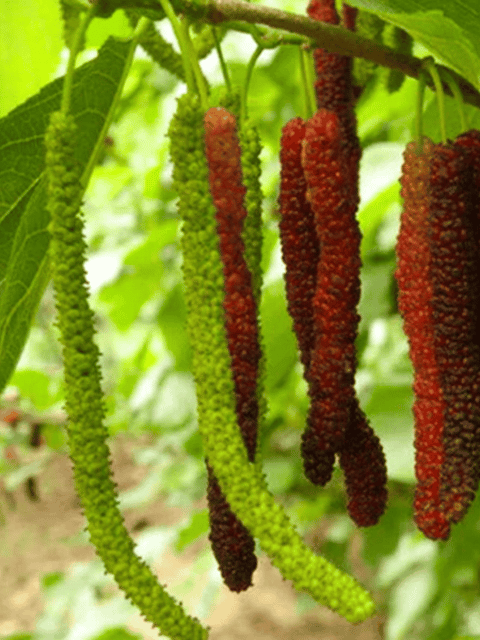 Long Mulberry Fruit Plant (Grafted)