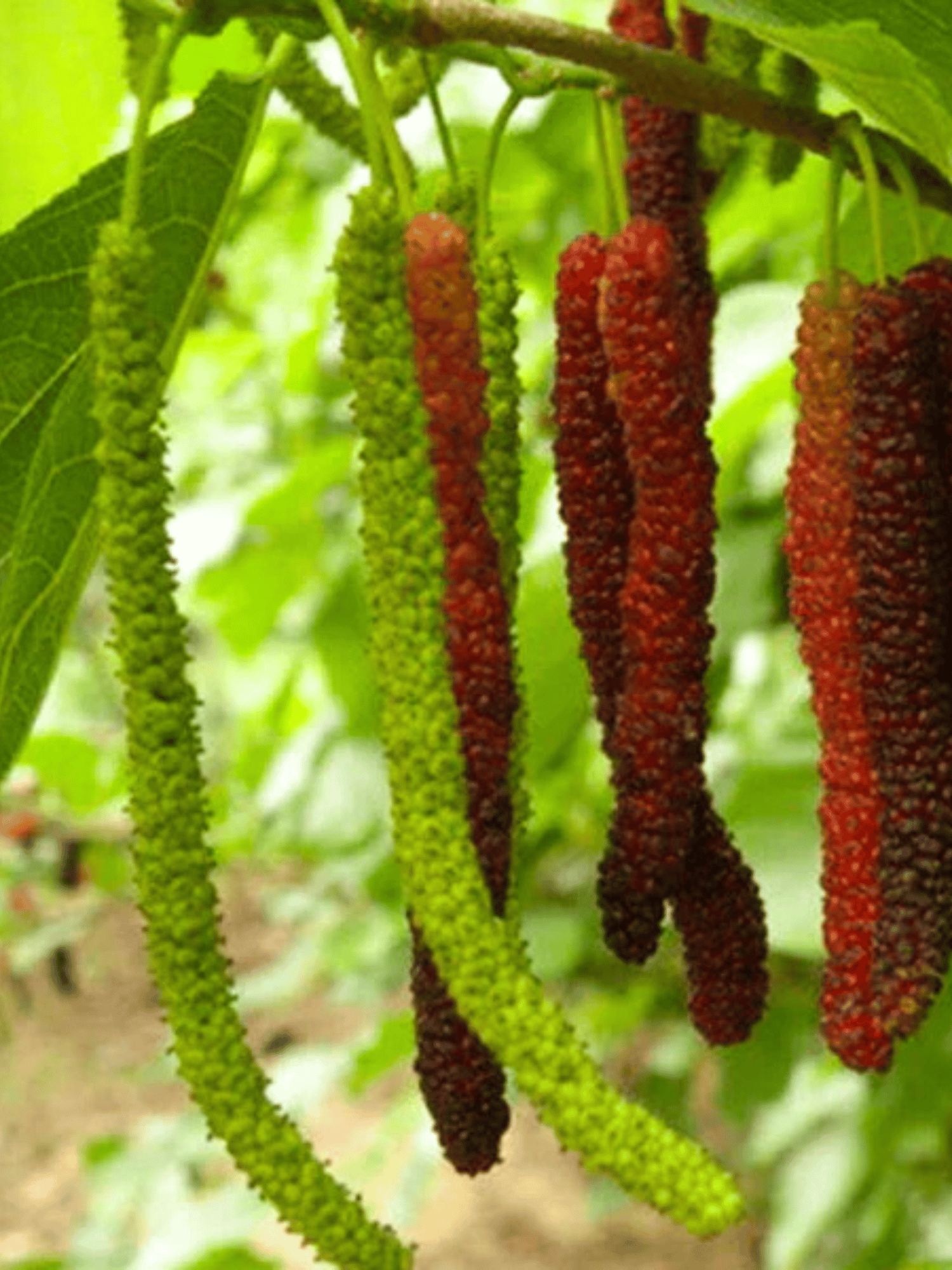 Long Mulberry Fruit Plant (Grafted)