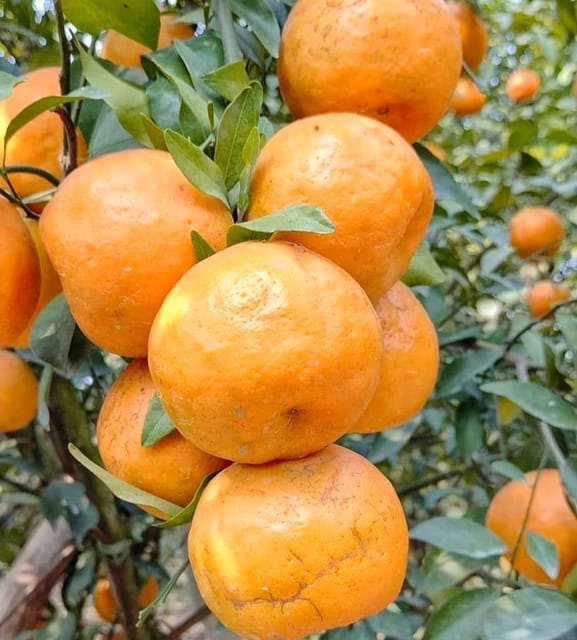 Kamla Orange Fruit Plant & Tree (Grafted)