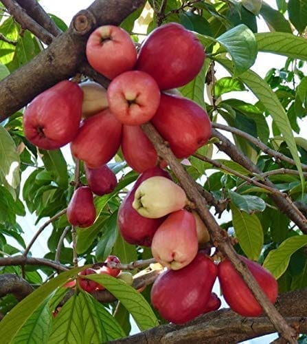 Malay Apple(Water Apple) Fruit Plant & Tree-(Grafted)