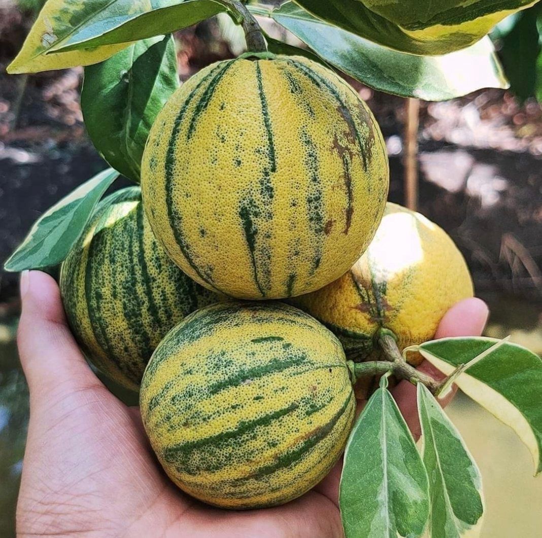 Variegated Malta / Lemon Plant & Tree (Grafted)