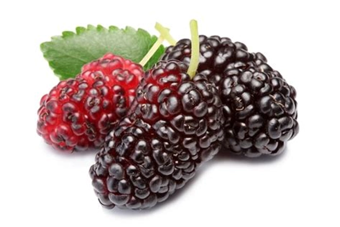 Shahtoot Tuti Dwarf Everbearing Mulberry Fruit Plant (Grafted)