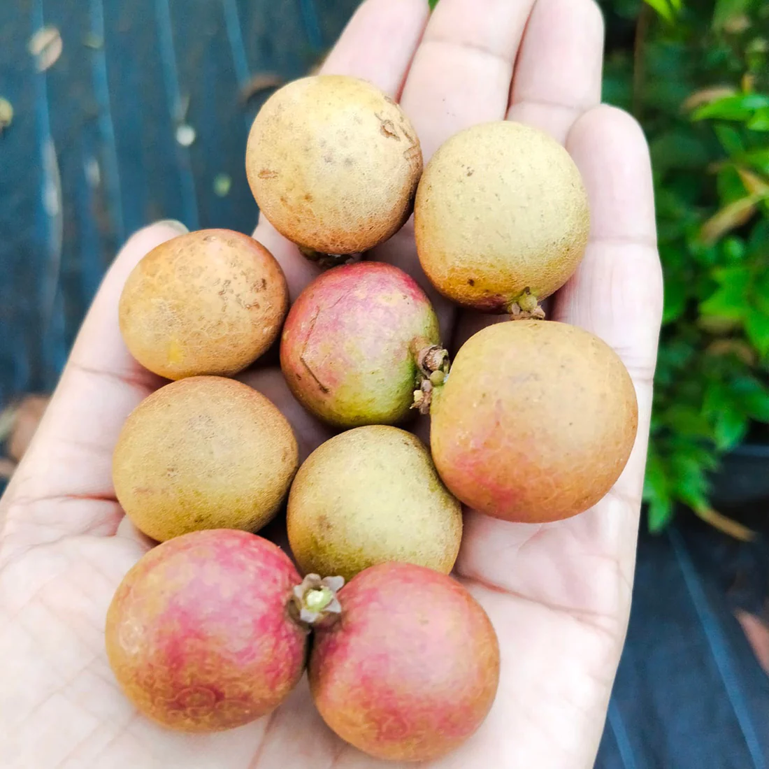 Ping Pong Longan Fruit Plant (Grafted)