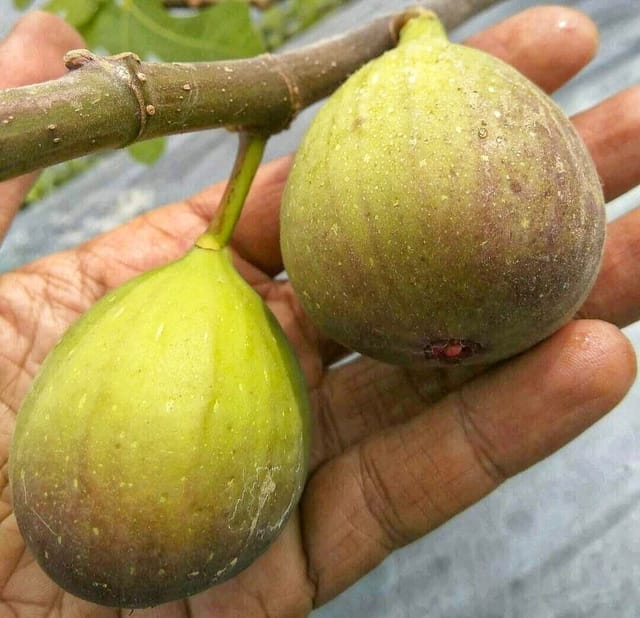 Diana Jelly Fig Fruit Plant & Tree (Grafted)