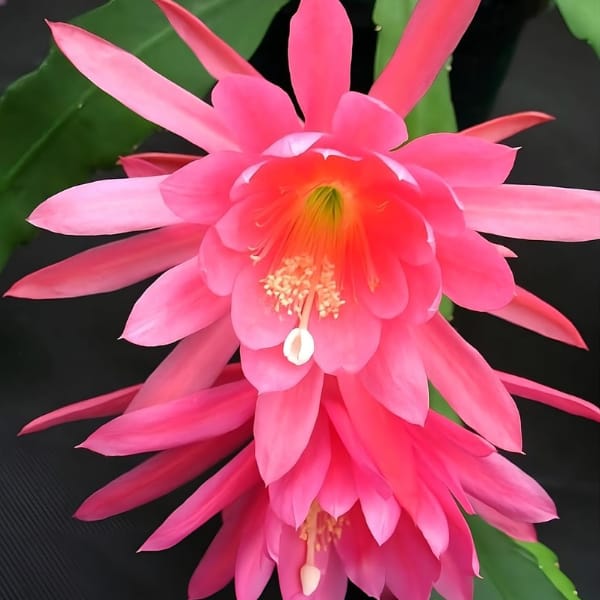PINK BRAHAMA KAMAL(EPIPHYLLUM)