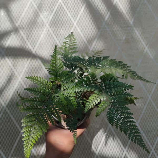 Rabbit's Foot Fern Plant