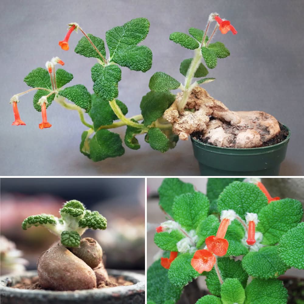 Sinningia Crushed Velvet Flowering and Foliage Bulb