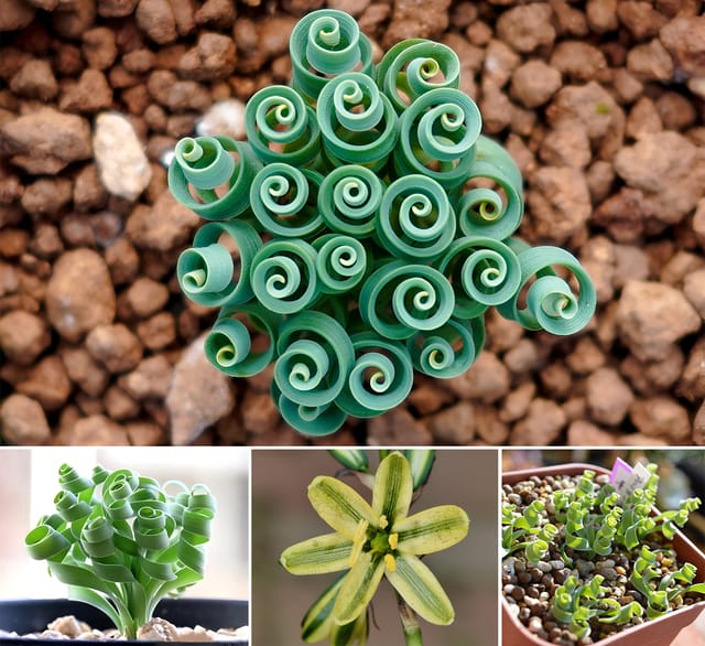 Albuca Concordiana Bulb