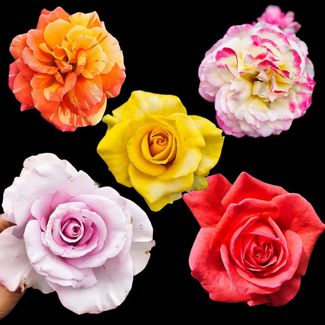 Grafted Hybrid Rose Plants - Pack of 5 Grafted Hybrid Rose Plants - Pack of 5