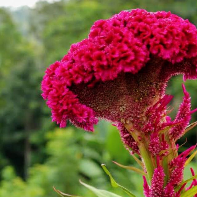 Cockscomb Flower Seeds (Celosia Cristata)