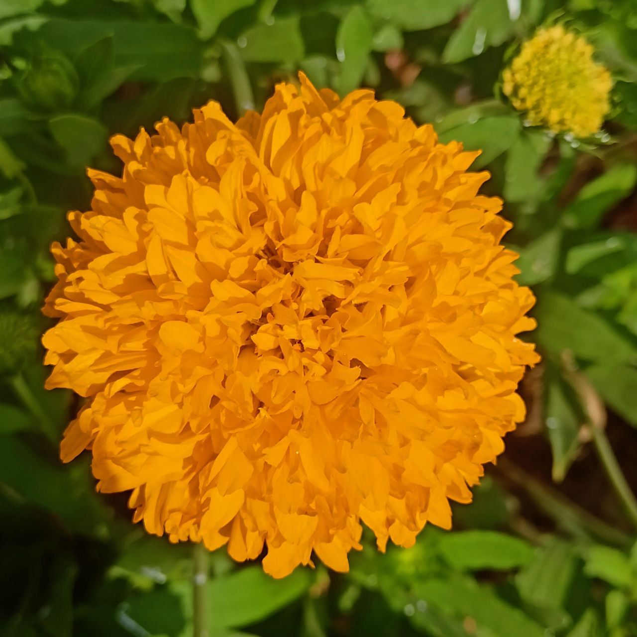 Gaillardia Double Blanket Flower Seeds (Yellow Colour)