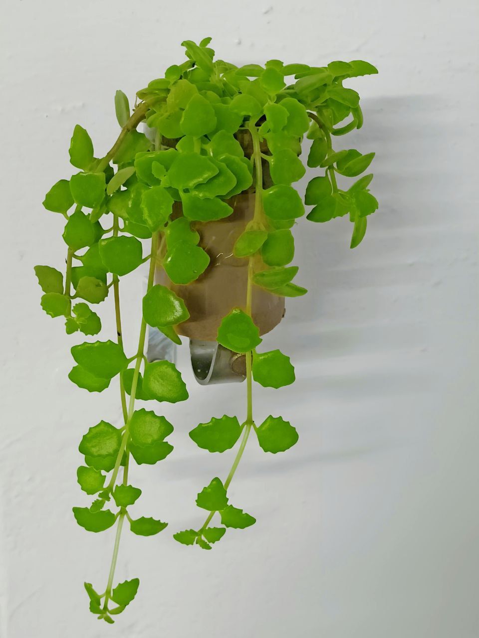 Tangled Heart "Pillow Plant" (Lush Green Variety)