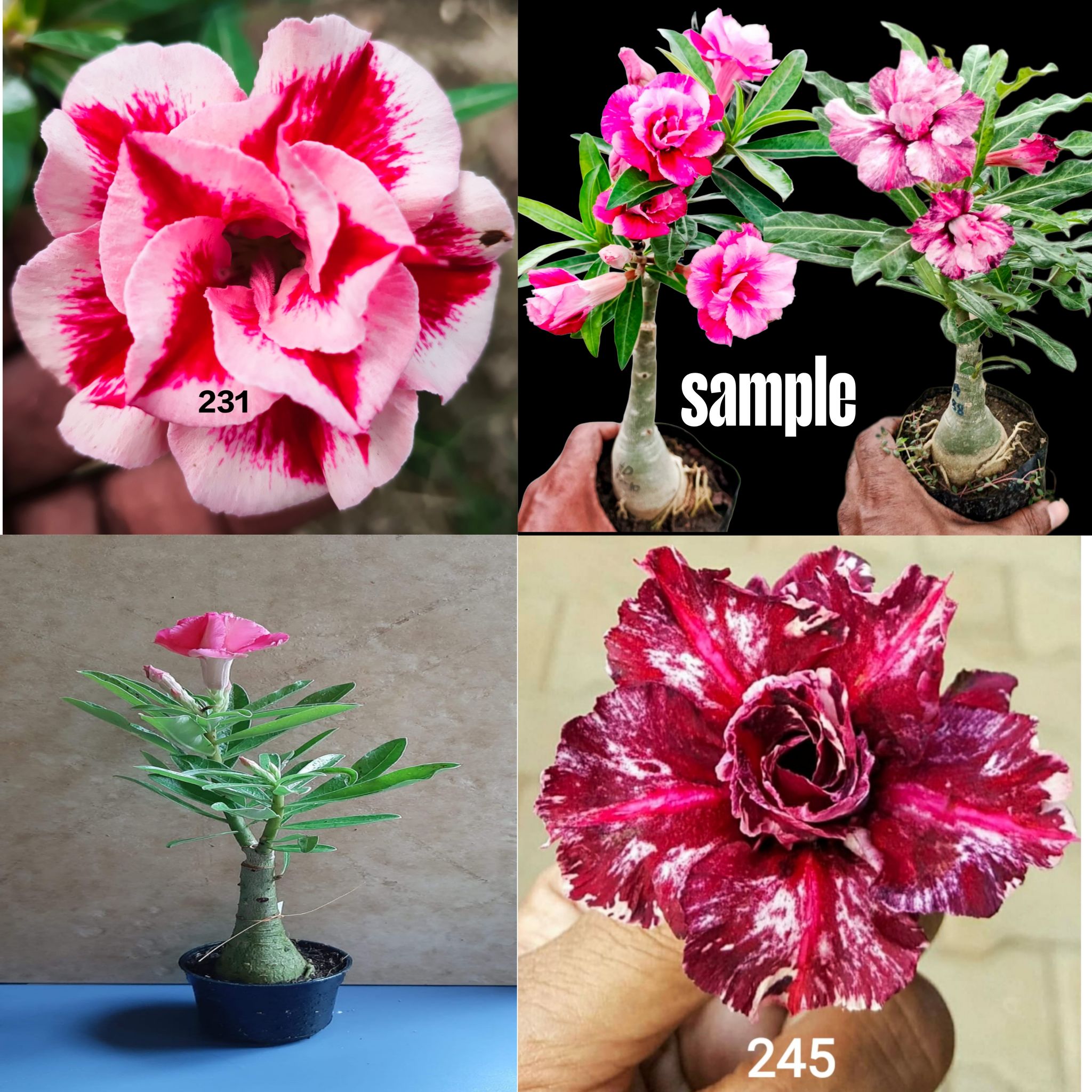 Adenium Grafted Rosy Variety - Pack of 2