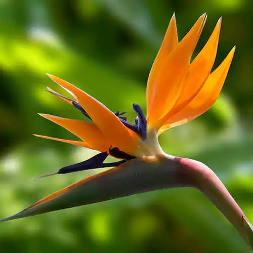 Bird of Paradise Plant