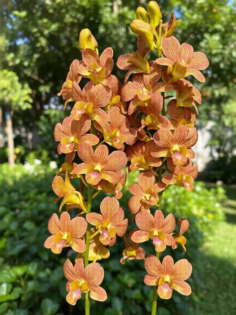 Dendrobium Brown Stripe - Seedling Size Orchid Plant Dendrobium Brown Stripe - Seedling Size Orchid Plant