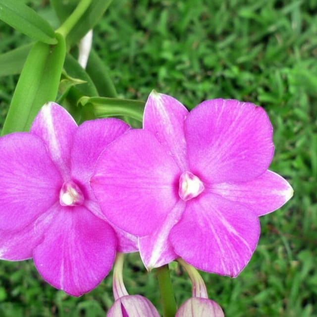 Dendrobium Bush Fancy Pink  - Seedling Size Orchid Plant