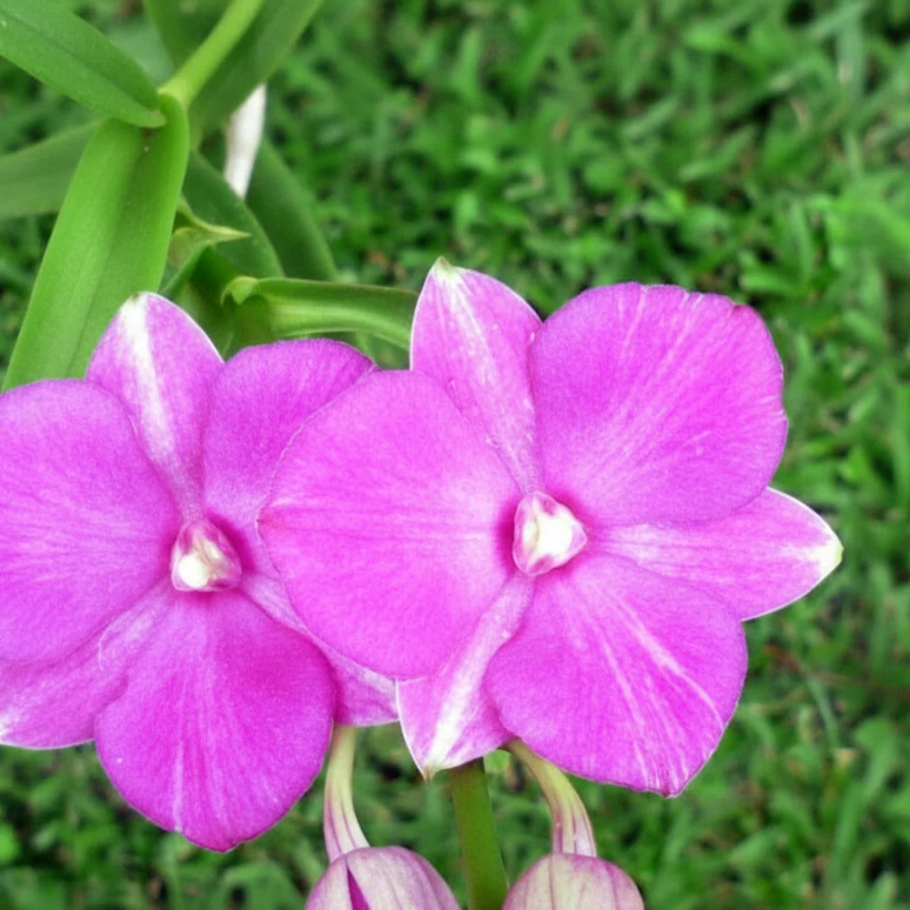 Dendrobium Bush Fancy Pink - Seedling Size Orchid Plant