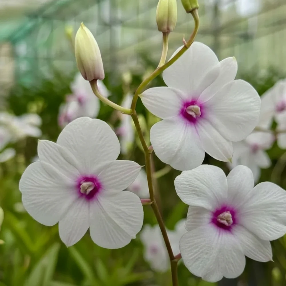 Dendrobium Bush Fancy White - Seedling Size Orchid Plant