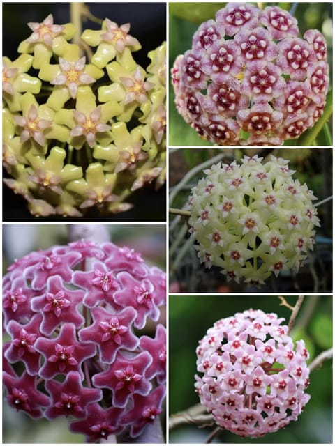 Hoya Combo - 5 Different Varieties Hoya Combo - 5 Different Varieties
