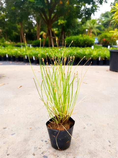 Optic Grass Plant - Low Bulrush Optic Grass Plant - Low Bulrush
