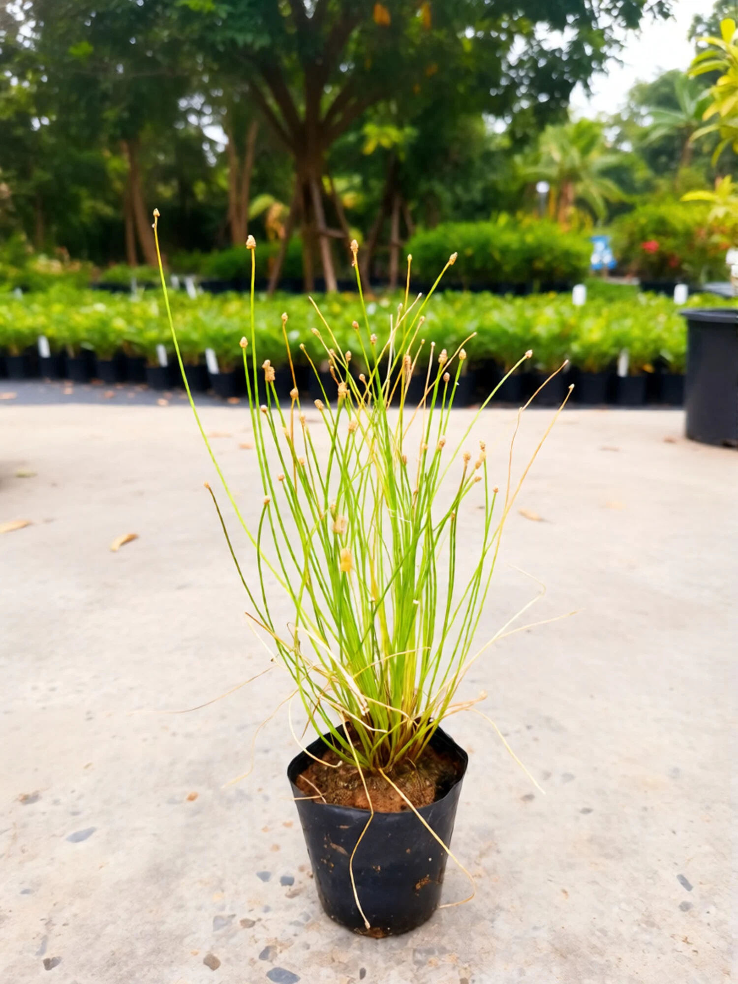 Optic Grass Plant - Low Bulrush