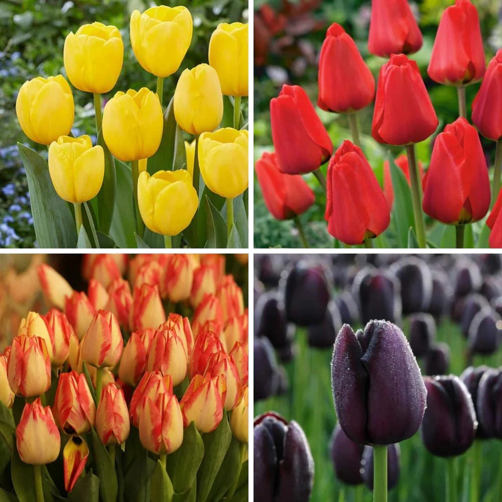 Premium Tulip Bulbs Assorted Colors - (Pack of 2)
