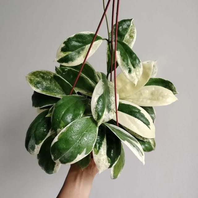 Hoya Incrassata 'Variegata'