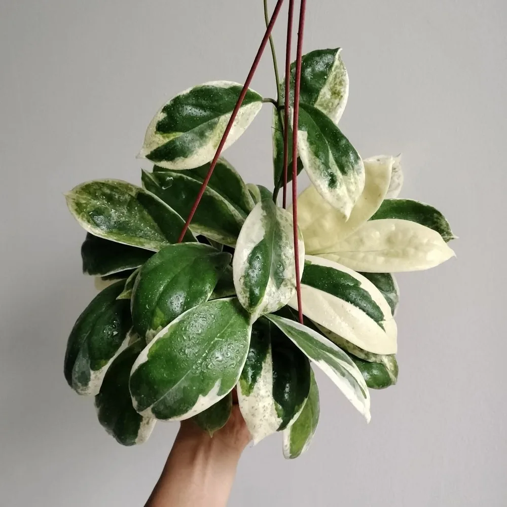 Hoya Incrassata 'Variegata'