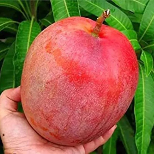 Rare Miyazaki Mango Grafted Plant