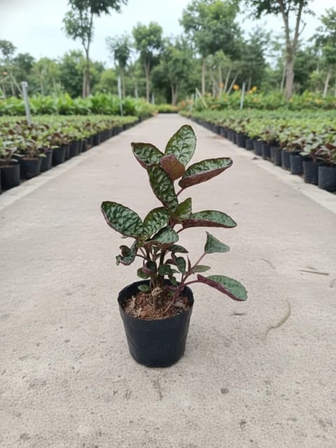 Purple Waffle - Hemigraphis Alterneta Purple Waffle - Hemigraphis Alterneta