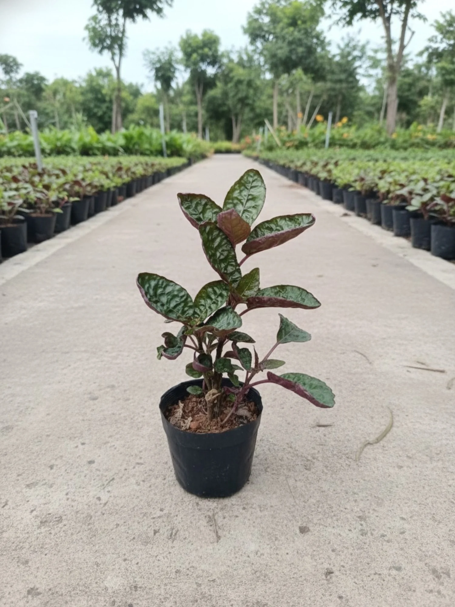 Purple Waffle - Hemigraphis Alterneta