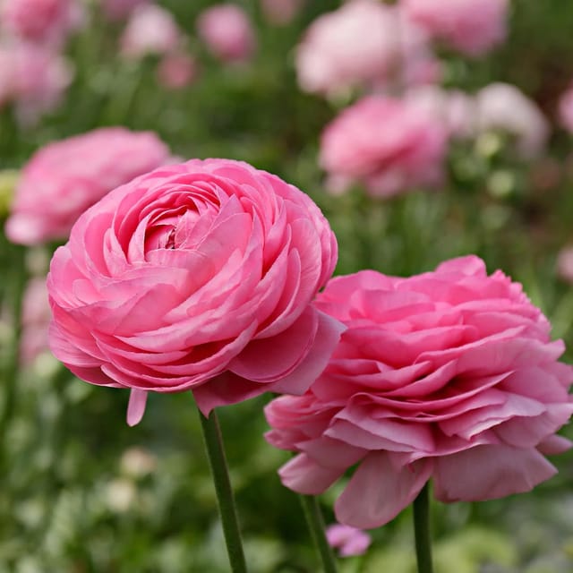 Decorative Ranunculus Flower Bulbs | Pack of 2 | Assorted Colours