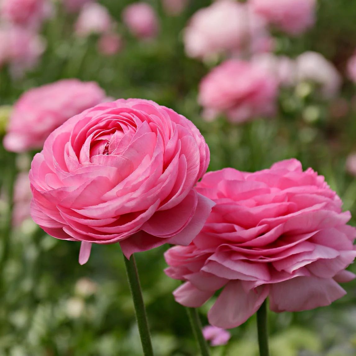 Decorative Ranunculus Flower Bulbs | Pack of 2 | Assorted Colours