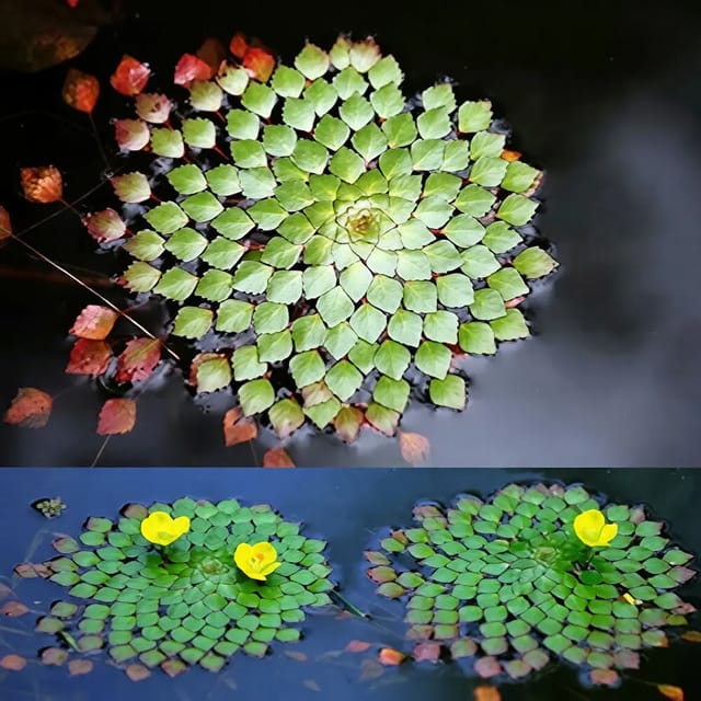 Ludwigia Sedioides | Water Mosaic - Pack of 3