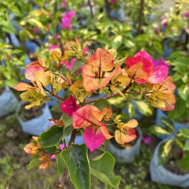 3 Star Bougainvillea Flower Plant