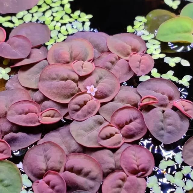 Red Root Floaters | Phyllanthus Fluitans - Pack of 10
