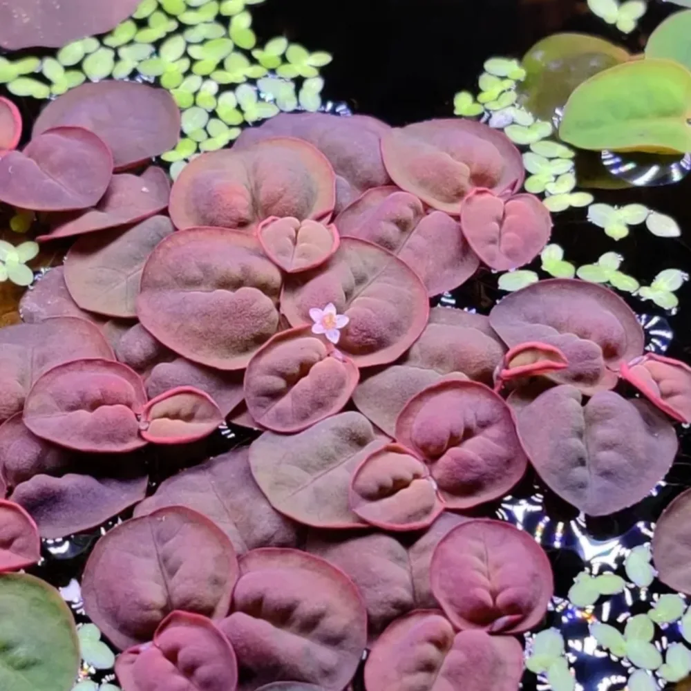Red Root Floaters | Phyllanthus Fluitans - Pack of 10