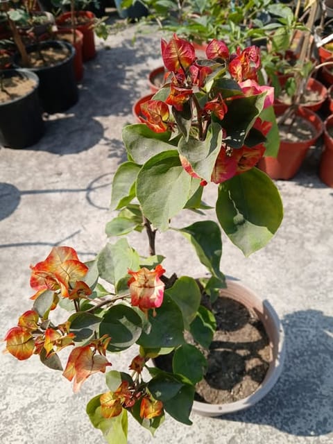 7 Star Bougainvillea Flower Plant | Tulangpui (Grafted)