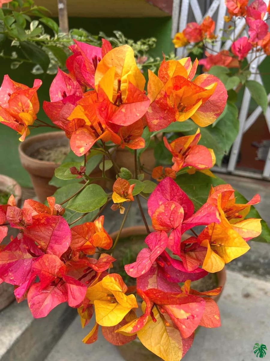 Adarna Bougainvillea Grafted Rare Flower Plant